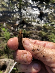 Percina nigrofasciata