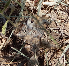 Efferia argentifrons