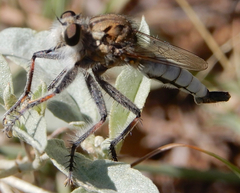 Efferia argentifrons