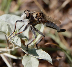 Efferia argentifrons