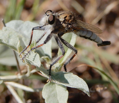 Efferia argentifrons