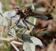 Efferia argentifrons