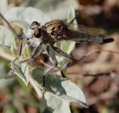 Efferia argentifrons