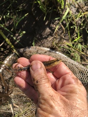 Percina nigrofasciata