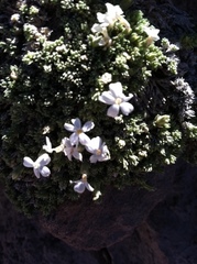 Phlox condensata