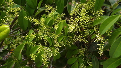 Rourea doniana