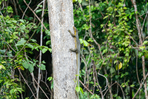 Mangrove Monitor, Varanus chlorostigma