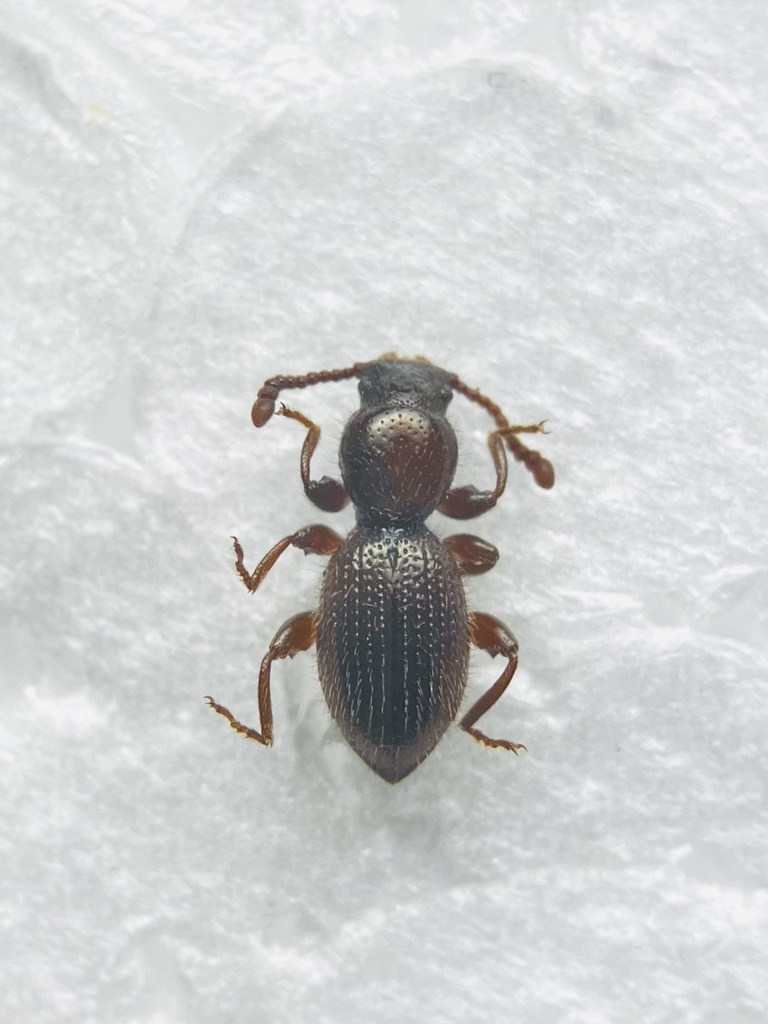 Laena rotundicollis