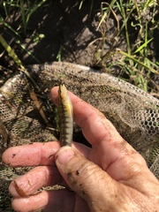 Percina nigrofasciata