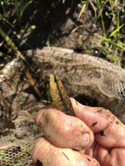 Percina nigrofasciata