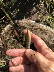 Percina nigrofasciata