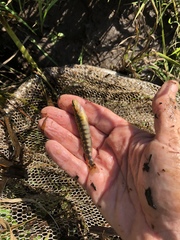 Percina nigrofasciata