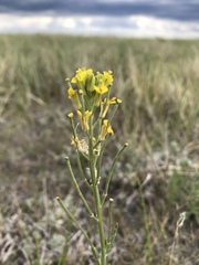 Erysimum inconspicuum