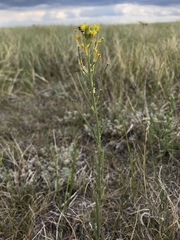 Erysimum inconspicuum