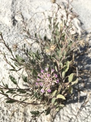 Abronia angustifolia