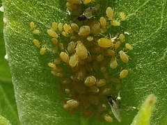 Aphis asclepiadis