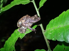 Pristimantis altamazonicus