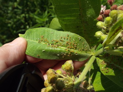 Aphis asclepiadis