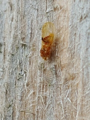 Cacopsylla fatsiae