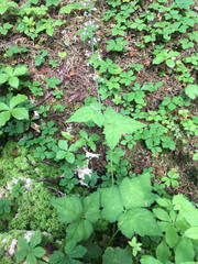 Tiarella trifoliata trifoliata