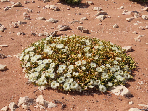 Image of Mesembryanthemum hypertrophicum by no rights reserved