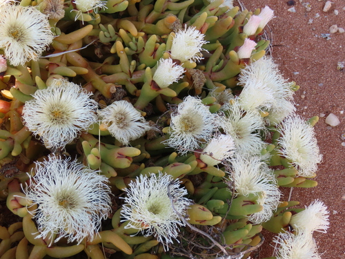 Mesembryanthemum hypertrophicum