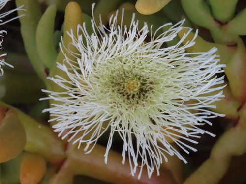 Mesembryanthemum hypertrophicum