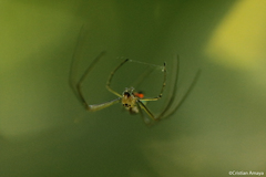 Leucauge venusta