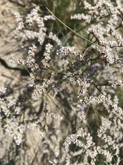 Limonium limbatum