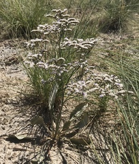 Limonium limbatum