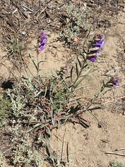 Penstemon speciosus