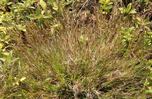 Ischaemum murinum observed 2024-10-05