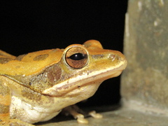 Brown Blotched Bengal Tree Frog photo 2