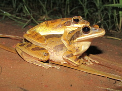 Brown Blotched Bengal Tree Frog photo 3