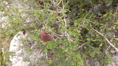 Painteria elachistophylla