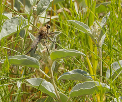 Efferia argentifrons