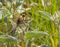 Efferia argentifrons