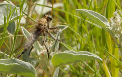 Efferia argentifrons