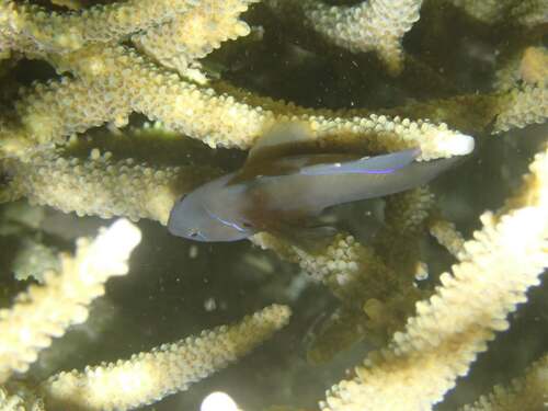 Gobiodon observed 2024-09-10