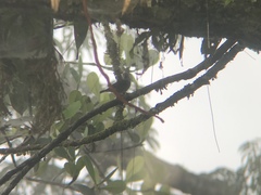 Euphonia chrysopasta