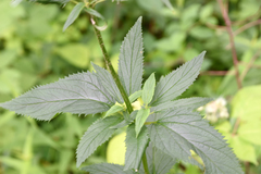 Scrophularia lanceolata