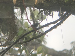 Euphonia chrysopasta