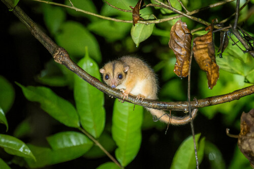 Lowland Ringtail