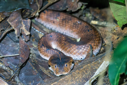 New Guinea Death Adder