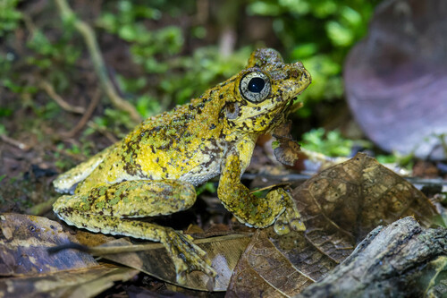 Pengilleyia amboinensis