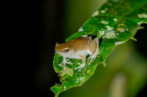 Horned Land Frog, Sphenophryne cornuta