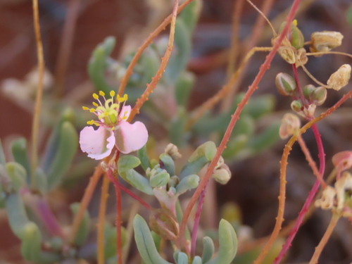 Kewa salsoloides (Kewa salsoloides)