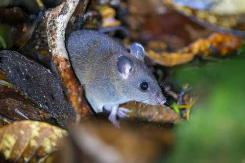 Black-tailed Melomys