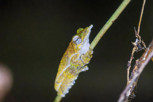 Exochohyla prora