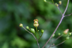 Scrophularia lanceolata